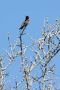 13JoshuaTree - 23